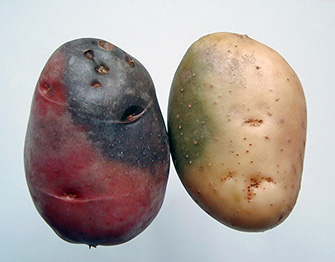 a couple of potatoes